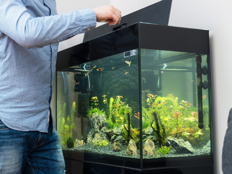 Why You Need Window Tint for Your Fish Tank